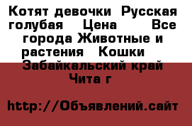 Котят девочки “Русская голубая“ › Цена ­ 0 - Все города Животные и растения » Кошки   . Забайкальский край,Чита г.